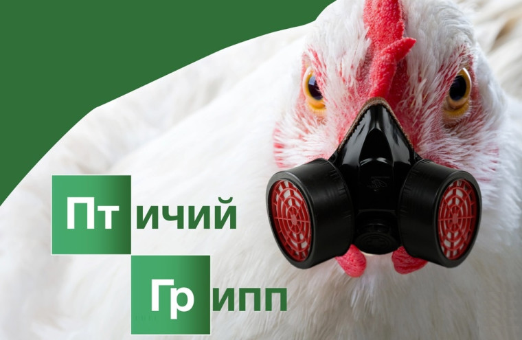 ПАМЯТКА ДЛЯ НАСЕЛЕНИЯ «МЕРОПРИЯТИЯ ПО ПРОФИЛАКТИКЕ ГРИППА ПТИЦ». ПАМЯТКА ДЛЯ НАСЕЛЕНИЯ «МЕРОПРИЯТИЯ ПО ПРОФИЛАКТИКЕ ГРИППА ПТИЦ».